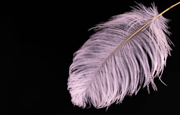 white large ostrich feather on a black background. copy space. - ostrich bird wind fluffy imagens e fotografias de stock