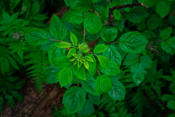 Close view of a green sprout of a wild flower.