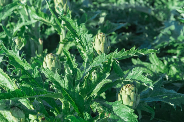 istock view of artichokes on bushes 1265862105