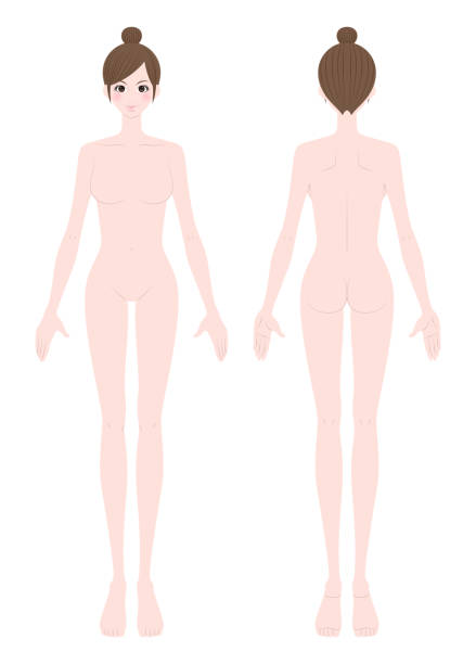 illustration einer nackten frau, ganzen körper - dieting front view vertical lifestyles stock-grafiken, -clipart, -cartoons und -symbole