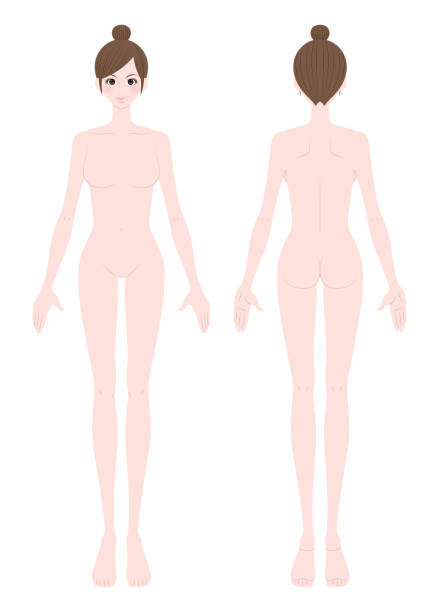 ilustrações de stock, clip art, desenhos animados e ícones de illustration of a naked woman,whole body - dieting front view vertical lifestyles