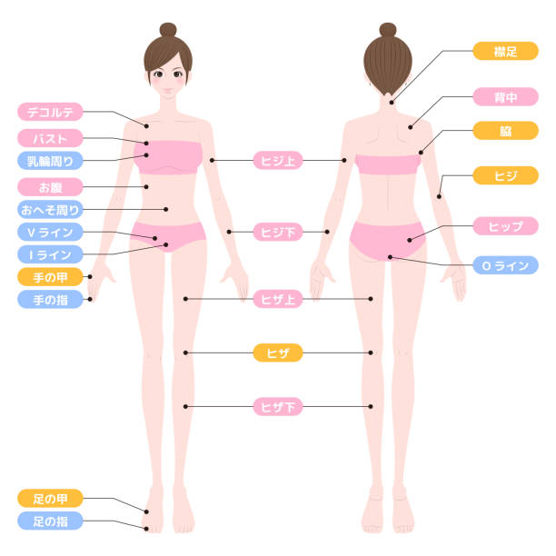 Illustration of hair removal area,whole body removal area_whole body full length illustrations stock illustrations