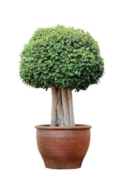 istock Bonsai tree in pot isolated on white background 1265876365
