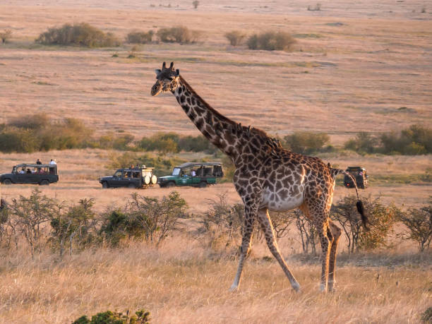 istock a giraffe walking past safari 4wds at masai mara 1265879557