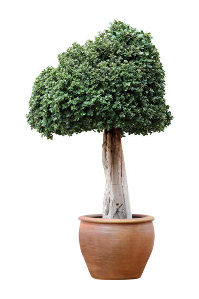 istock Bonsai tree in pot isolated on white background 1265881930