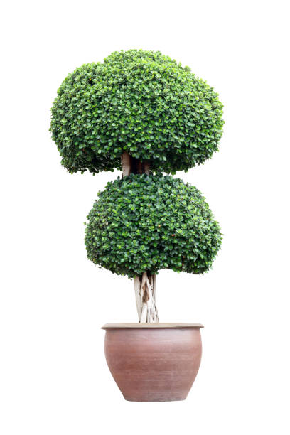 istock Bonsai tree in pot isolated on white background 1265881947