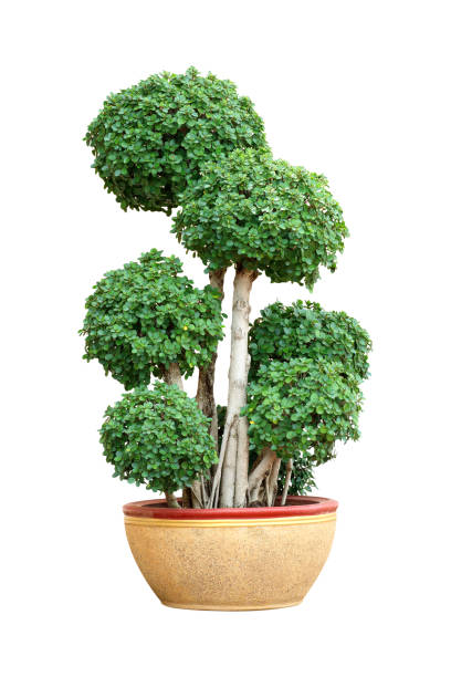 istock Bonsai tree in pot isolated on white 1265881970