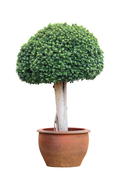 istock Bonsai tree in pot isolated on white background 1265881973