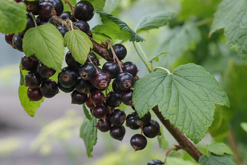 Black currant berries on a bush branch.