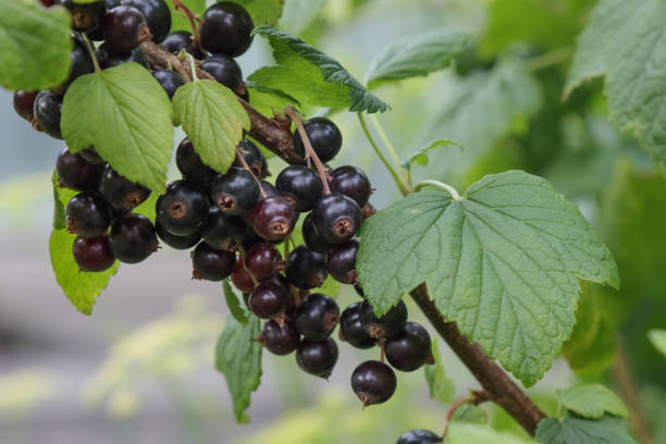 black currant berries on a branch. - black currant currant black fruit imagens e fotografias de stock