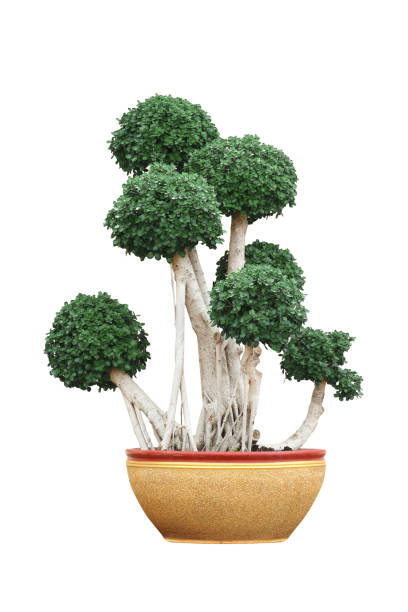 istock Bonsai tree in pot isolated on white 1265881980