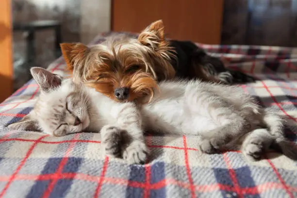 Photo of a small dog and a kitten sleep at home