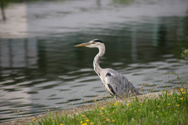 istock grey Heron standing in border water 1265888177