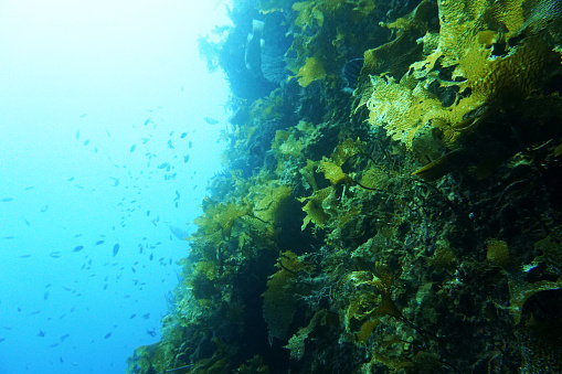 In spring, the seawater temperature has risen, and wakame seaweed (Undaria pinnatifida) is growing rapidly.