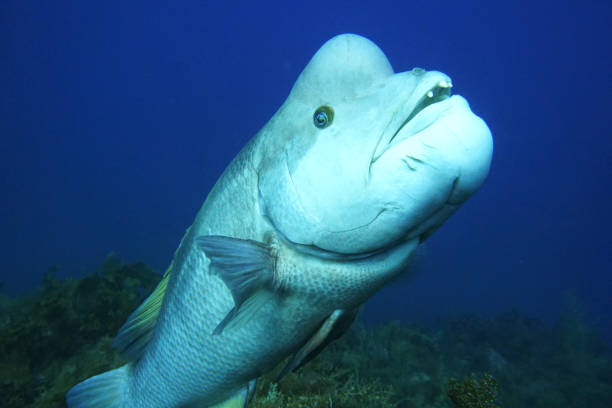 istock Asian sheepshead wrasse is rising. 1265889246
