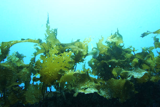ワカメ海藻は急速に成長しています