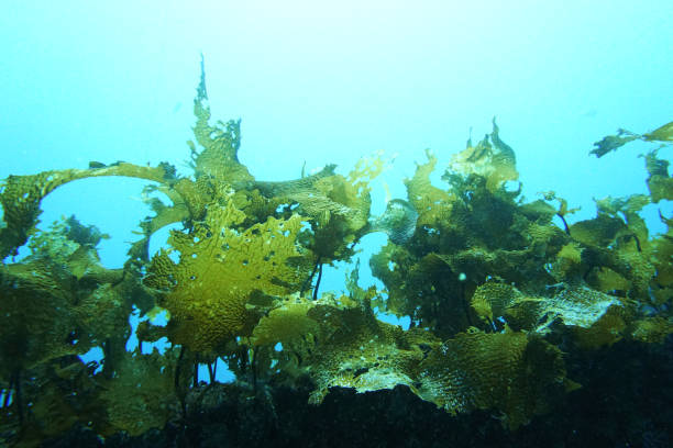 Wakame seaweed is growing rapidly