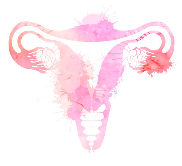Pink silhouette anatomical uterus with watercolor splashes. Healthy female body. Woman power. Uterus with tube and ovaries. Vector illustration Pink silhouette anatomical uterus with watercolor splashes. Healthy female body. Woman power. Uterus with tube and ovaries. Vector illustration for articles, banners, icon, logo and your design. gynecology stock illustrations
