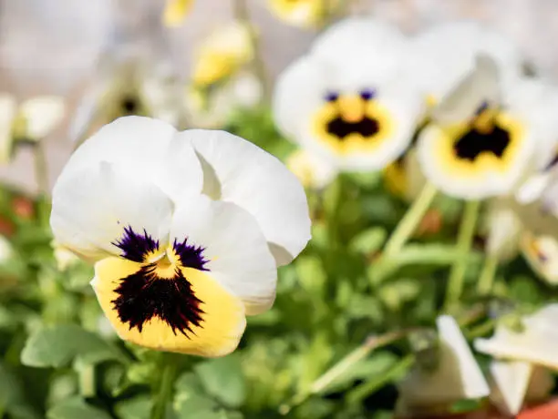 Macro view of a white, yellow and purple flower of pansy flowers surrounded by green leaves and more white flowers
