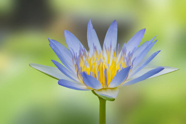 istock Water lilly blooming on nature blurred background. 1265898652