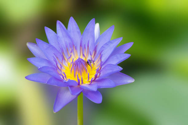 istock Water lilly blooming on nature blurred background. 1265898660