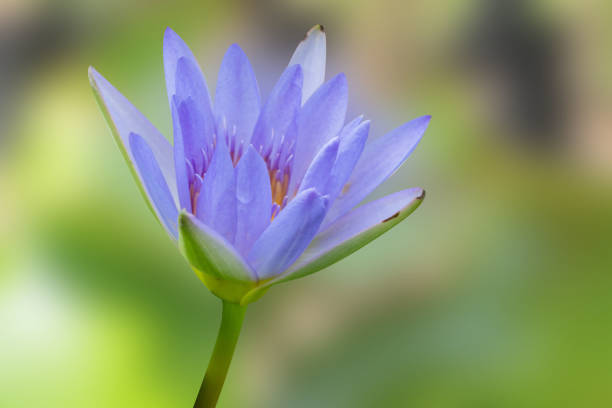 istock Water lilly blooming on nature blurred background. 1265898666