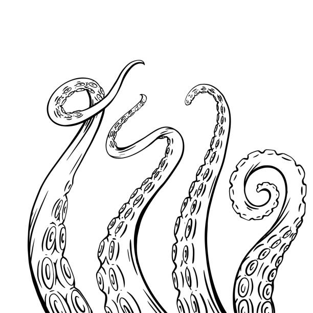 ilustraciones, imágenes clip art, dibujos animados e iconos de stock de conjunto de bocetos en blanco y negro tentáculos de pulpo. extremidades espeluznantes de los habitantes marinos. objeto vectorial - octopus tentacle isolated white