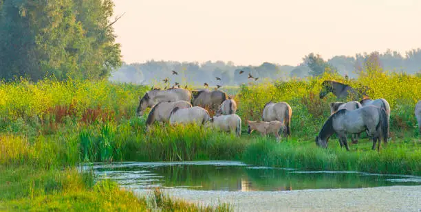 Horses in a bright field with colorful wild flowers at sunrise in a early summer morning with a blue sky, Almere, Flevoland, The Netherlands, August 11, 2020