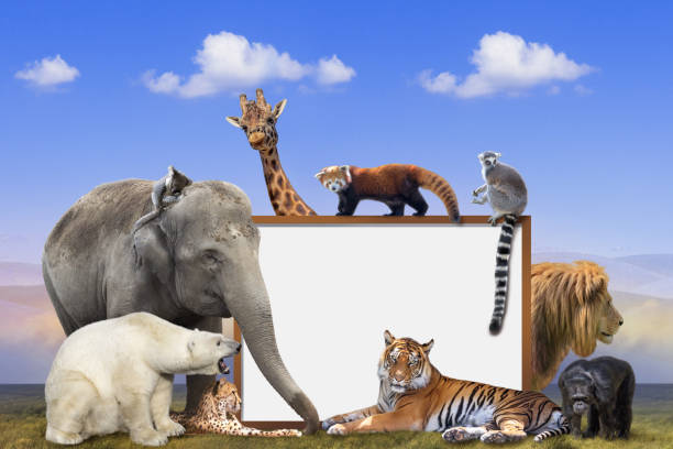 Group of wild animals around blank photo frame