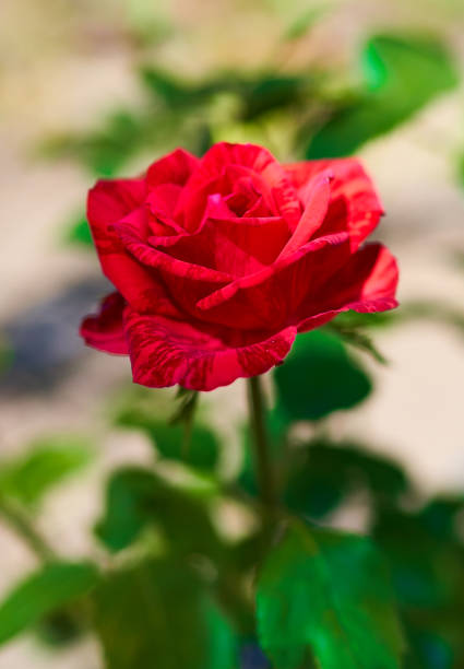 istock red rose flower close-up on green background 1265914143