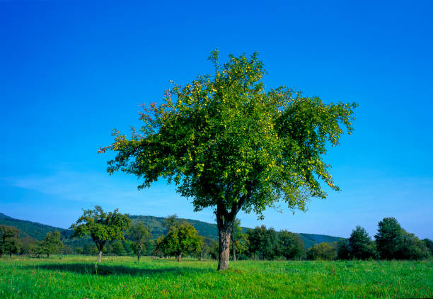 Apple tree in a meadow in the Vosges in summer against a background of blue sky
