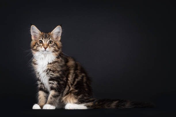 istock Maine Coon cat kitten on black background 1265921064