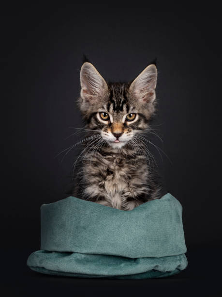 istock Maine Coon cat kitten on black background 1265921073