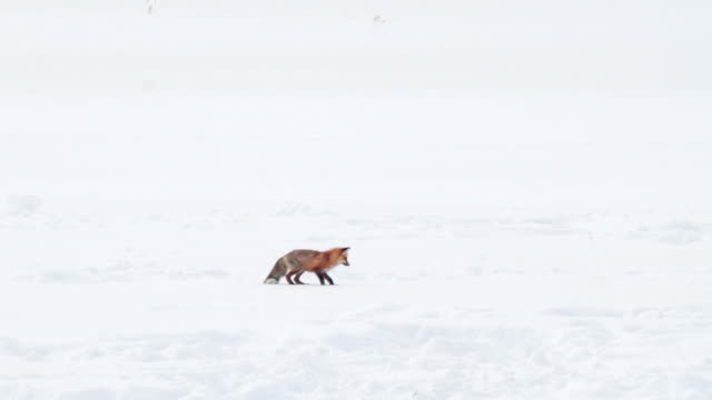 high frame rate clip of a red fox diving head first into snow at yellowstone