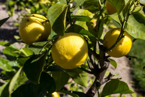 istock Close-up of yellow lemons on a tree in sunlight 1265921327