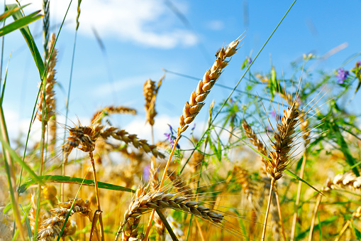 Grain field in August
