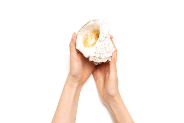 istock Woman hand hold a conch shell isolated on white. 1265929307
