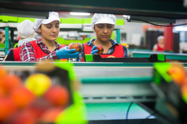istock Latino women sorting peaches at fruit storage 1265939095