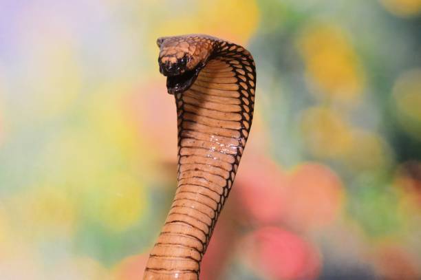 Cobra A stuffed spectacled cobra in the shape of a twisted in three rings snake hood stock pictures, royalty-free photos & images