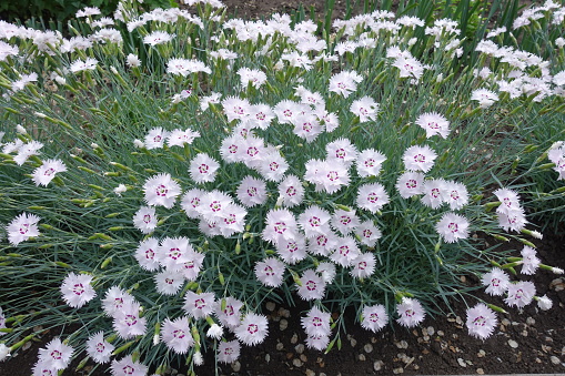 Foliage and light pink flowers of Dianthus deltoides in May