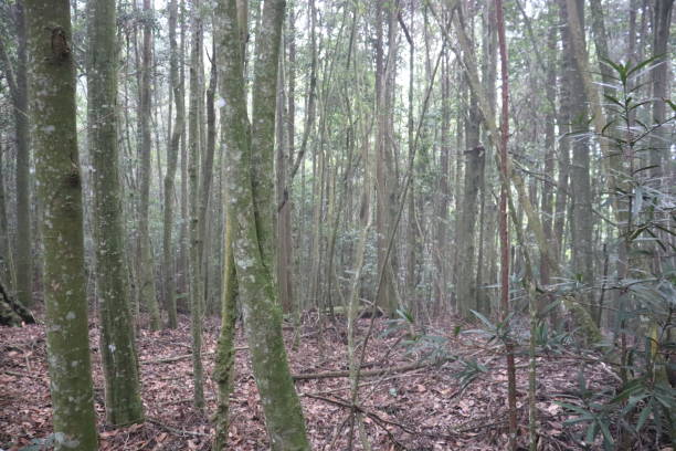 istock Forest full of life. 1265941678