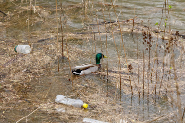 istock Duck swimming in a river with waste bottles, plastic pollution 1265944639