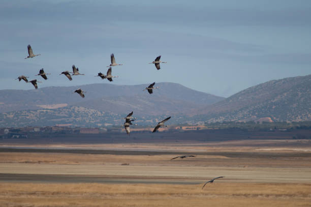 Common cranes Grus grus in flight. Gallocanta Lagoon Natural Reserve. Aragon. Spain.
