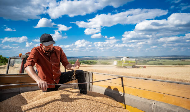 istock Farmer touching golden heads of wheat 1265957721
