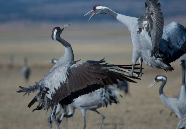 istock Common cranes Grus grus in a meadow. 1265957780