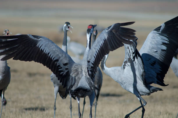 istock Common cranes Grus grus in a meadow. 1265957830