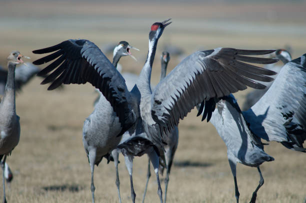 istock Common cranes Grus grus in a meadow. 1265957844