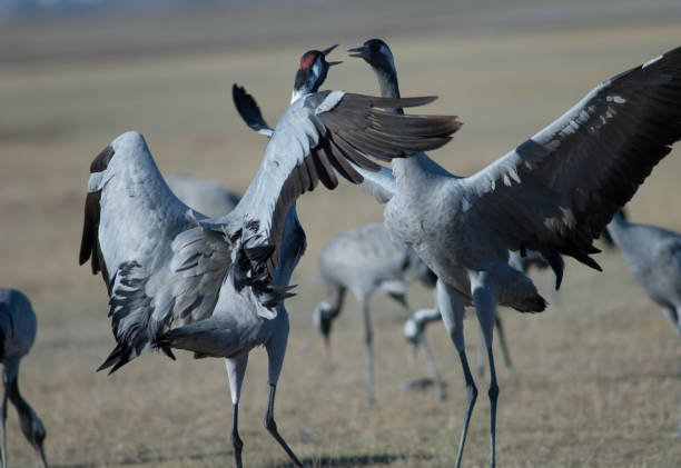 istock Common cranes Grus grus fighting in a meadow. 1265957878