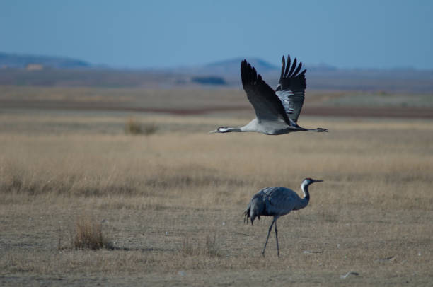 istock Common cranes Grus grus in a meadow. 1265958099