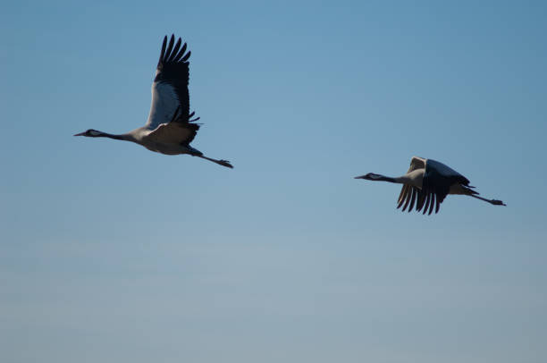 istock Common cranes Grus grus in flight over the Gallocanta Lagoon. 1265958128